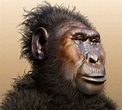 Australopithecus boisei. Fue descubierto en 1959 en Taizania y vivió ...