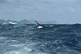 Campbell Albatross Over Sea, Subantarctic New Zealand Photograph by ...