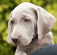 Weimaraner Dog Breed Information Center: A Complete Guide