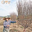 農曆新年市民勢捱貴花 - 太陽報