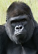 Silverback Gorilla 17 Photograph by Ernie Echols - Pixels