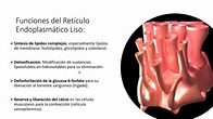 Funciones del Retículo Endoplasmático Liso - YouTube