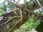 Plantas parasitas - PlantaSonya - O seu blog sobre cultivo de plantas e ...