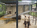 Syrian Brown Bear Cage - ZooChat