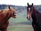 Horse Play - Horses Wallpaper