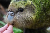 Sirocco Kakapo - Good Bird Inc