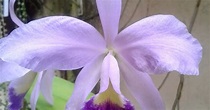 Orquídeas do nosso quintal: Cattleya Portia coerulea – “Baronesa”