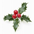 Christmas holly, Christmas holly decorations, Holly decorations