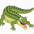 Premium Vector | Cartoon crocodile isolated on white background