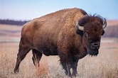 American Bison Facts for Kids - Education site