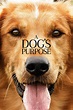 A Dog's Purpose (2017) | The Poster Database (TPDb)