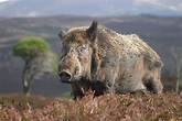 Wild Boar – wild4good