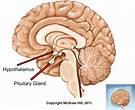 Hypothalamus-Pituitary Hormones and their functions | Time of Care