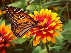 Butterfly Pictures With Flowers