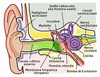 L’anatomia dell’orecchio: com’è fatto e come funziona