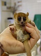 Los animales más pequeños del mundo – Badabun