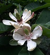 Magnolia officinalis - Trees and Shrubs Online