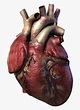 Human Heart Png Real - Gannuman