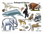 Endangered Animals With Names And Information