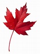 Maple Leaf (Palmerston Public School)