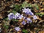 County flowers of Norway - Wikipedia