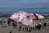 Calamar gigante en costas de California – El Tambor.es