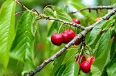 Cherry Tree Varieties 🍒 Types of Cherry Trees
