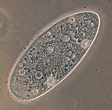 Protozoa - Wikipedia
