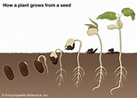 Seed - Germination, Embryo, Plant Growth | Britannica