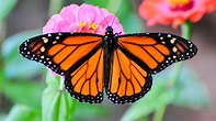 The Most Beautiful Monarch Butterfly Migration Ever Is Happening In ...