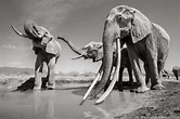 Last images of the amazing ‘Queen of Elephants’