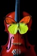 Butterfly Dreaming On A Violin Photograph by Garry Gay - Fine Art America