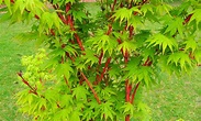 Acer Sango Kaku Senkaki (Coral bark maple). Stunning red bark in Winter ...