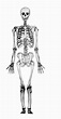 Esqueleto Humano Para Imprimir A Color Sin Nombres
