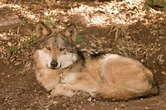 Mexican wolf, Canis lupus baileyi, a subspecies of the gray wolf, in ...