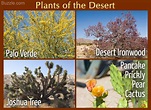 Desert Biome: A Definitive Guide to its Animals and Plants