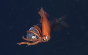 Video: First-ever Video of a Deep Sea Squid Feeding on Fish | OutdoorHub