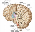 Pin by mcbella 78 on Neuroscience | Medical anatomy, Brain anatomy ...