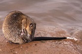 Australian Native Water Rat - series - a photo on Flickriver
