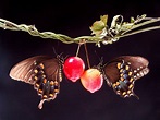 Two Butterflies in Love Wallpaper | Love Wallpaper