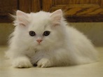 Baby Doll Persian Kittens