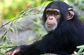 50 Chimpanzee Facts About The Great Ape | Facts.net