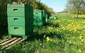Der Verein - Die Bienenhüter e.V.
