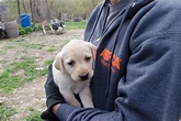 EXCLUSIVE: View Photos from Our Yellow Lab Rescue | ASPCA