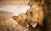 Wallpaper Lion and lioness, love 1920x1200 HD Picture, Image