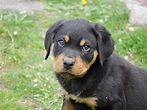 File:Rottweiler puppy 2 months old.jpg - Wikimedia Commons