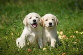 Labrador Retriever Características | zooplus Magazine de Cães