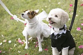 Pet Friendly Weddings: Including Pets in Big Day Plans | Pets, Pet ...