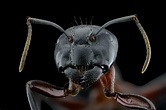 Breathtaking Portraits That Meet Insects at Their Level | by Nathan ...