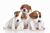 Qual o preço do Jack Russell Terrier? Veja valor e custos | Guia Animal